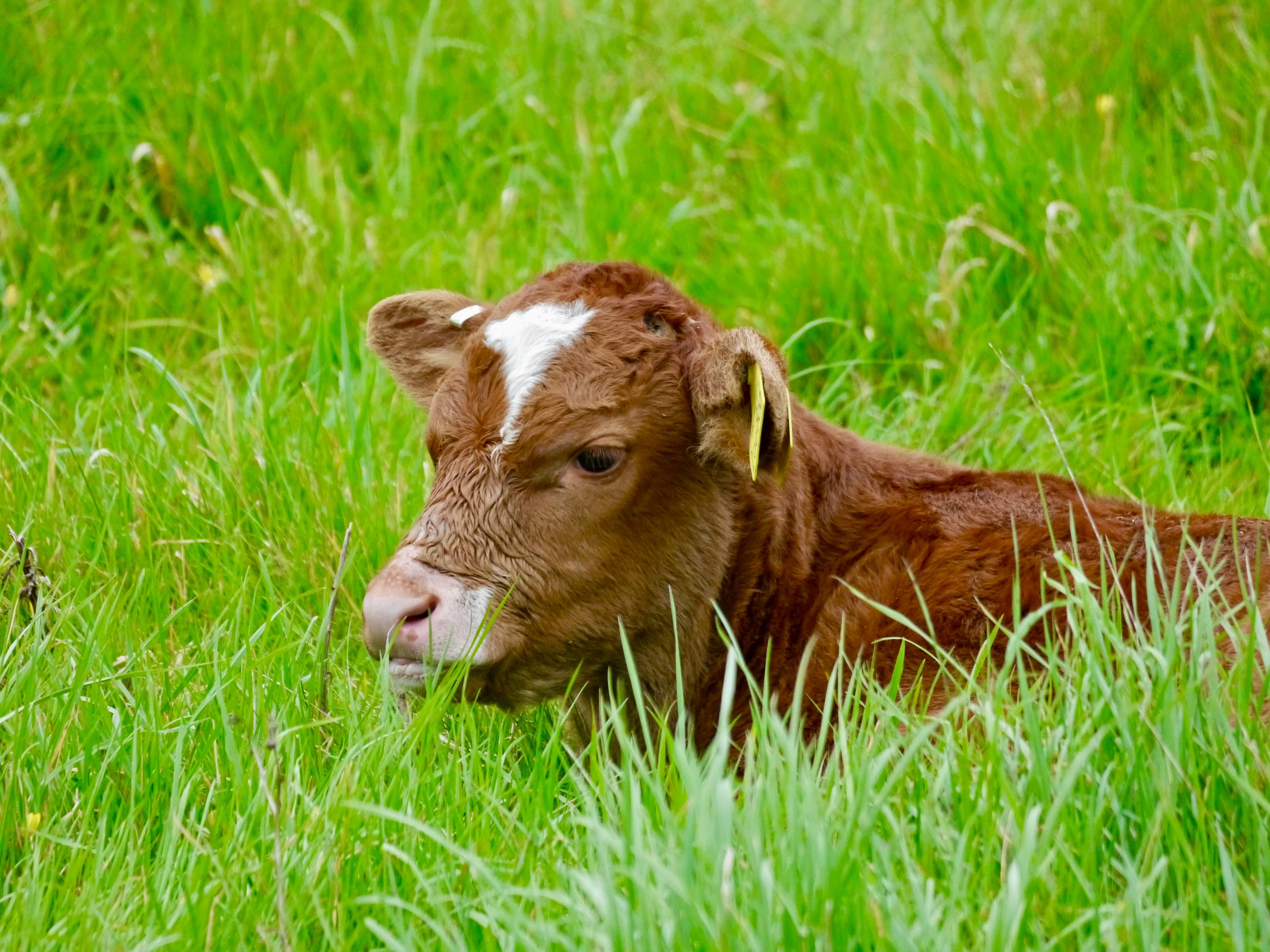 Australian Hybrid Cow