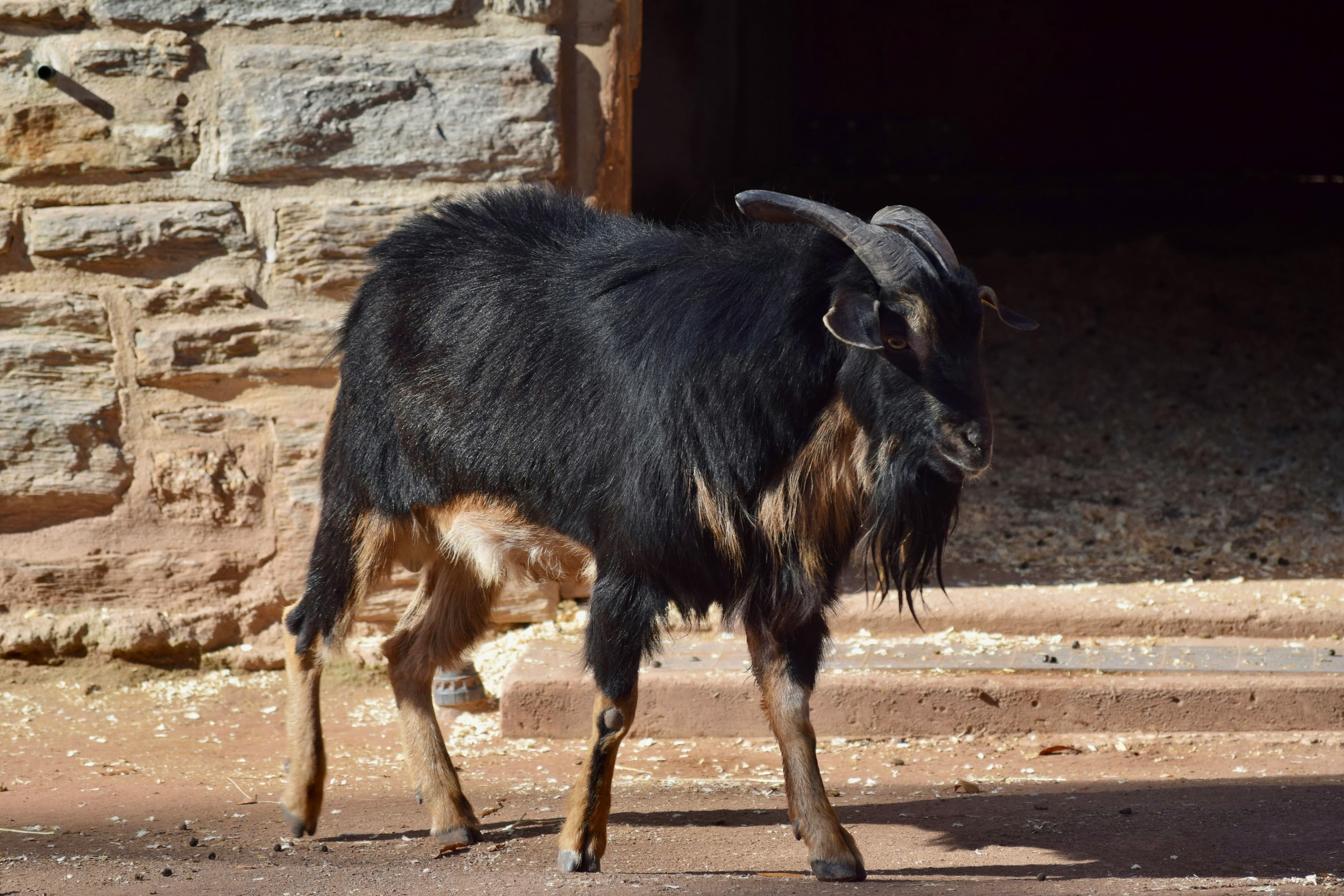 Black Bengal Goat