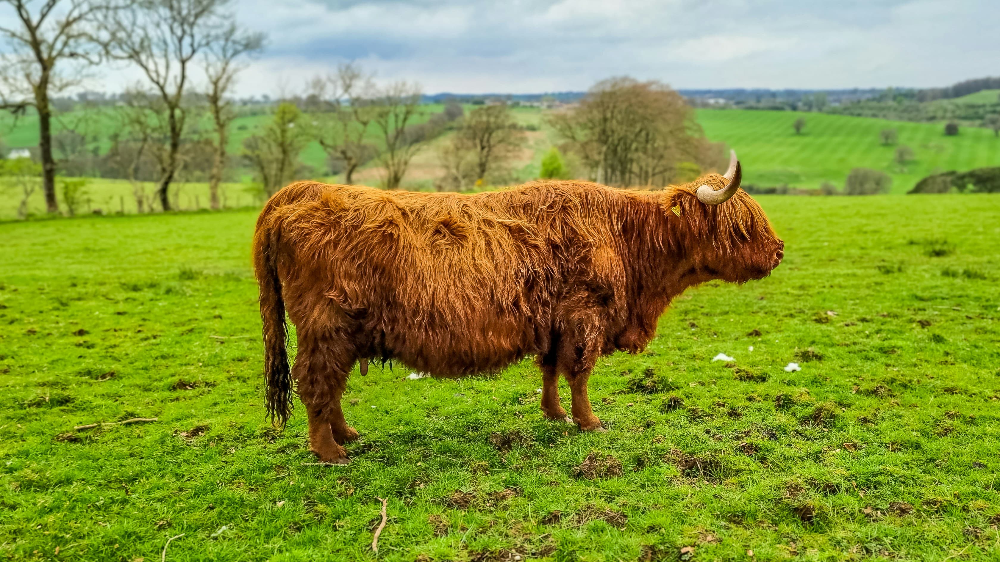 Red Chittagong Bull
