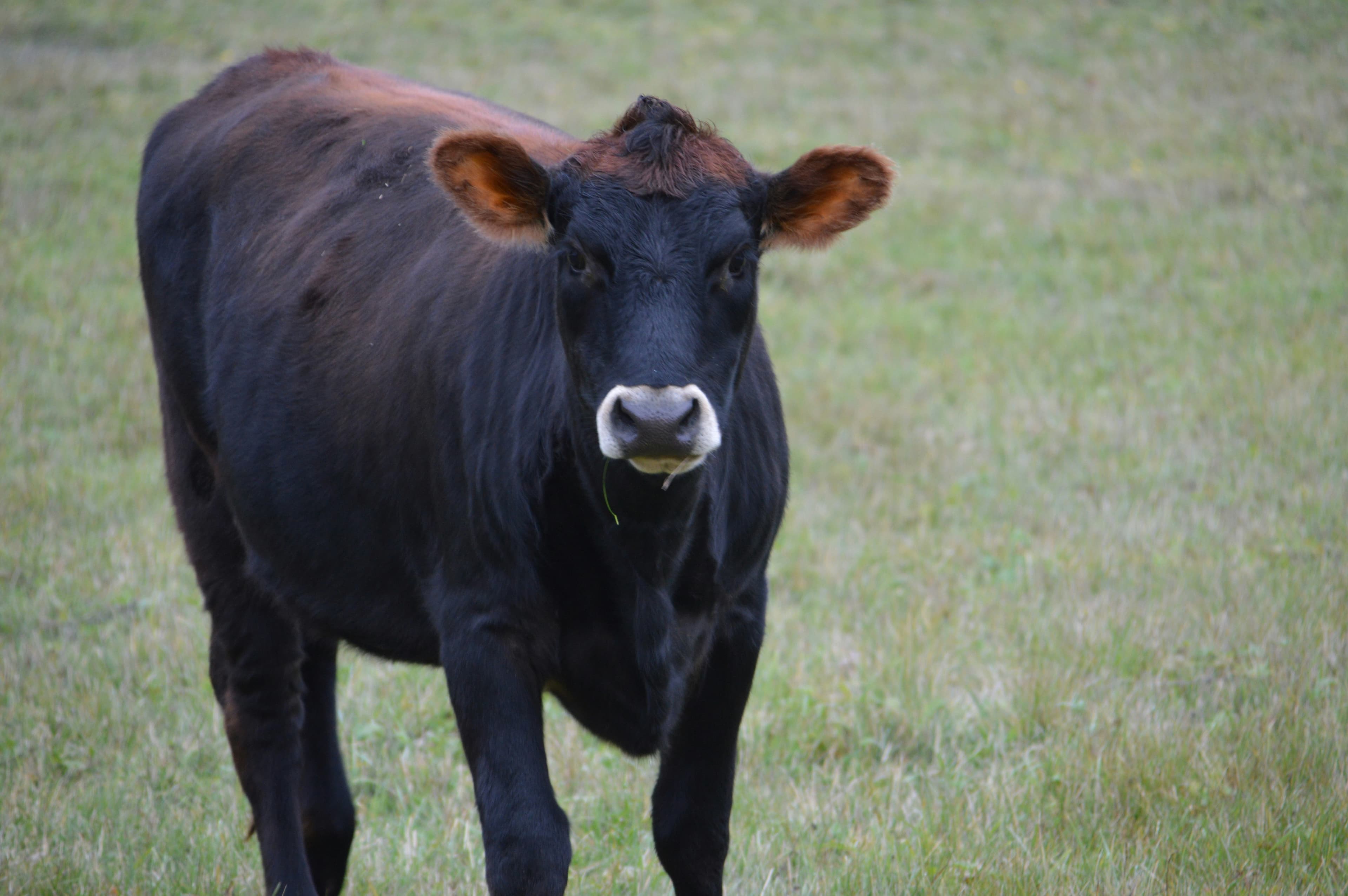 Deshi Shahi Cow